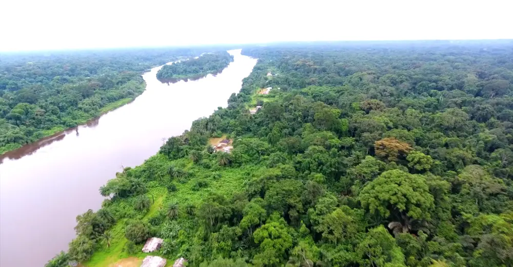 Fleuve et forêt vus du ciel