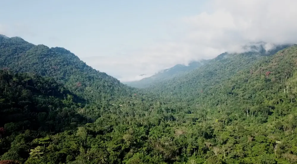 Vallée forestière