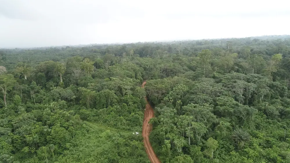 Vue aérienne de la forêt d'Ebo