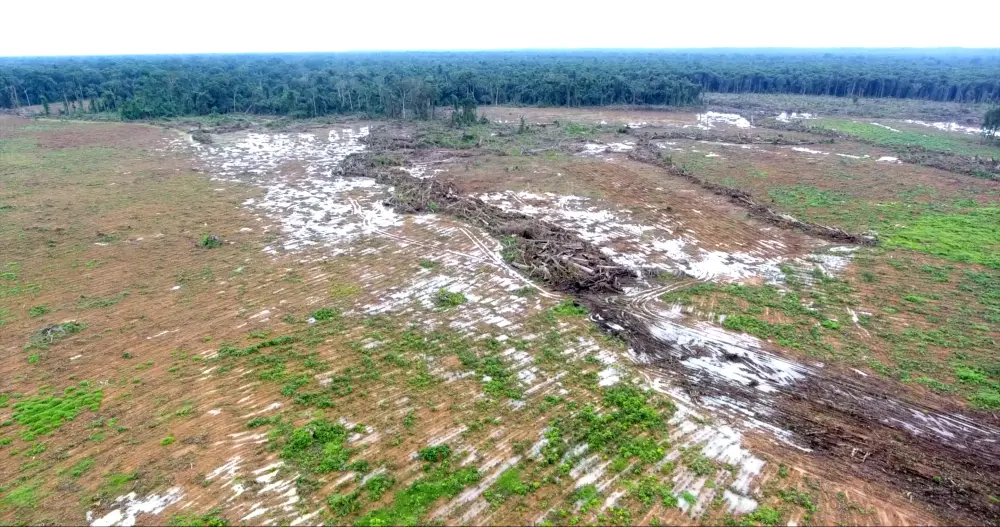Forêt défrichée