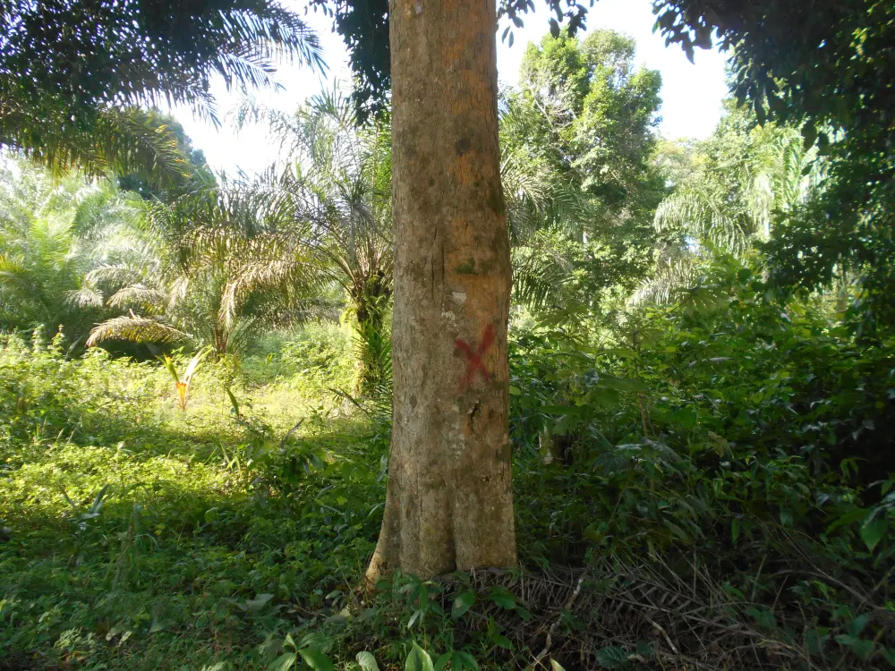 Arbre marqué