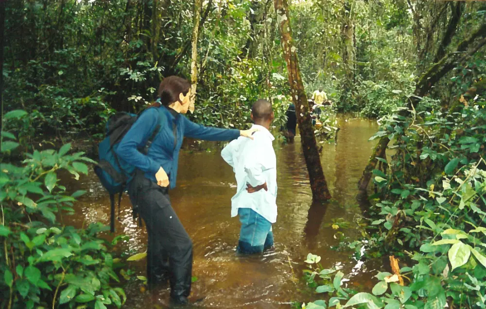 Traversée d'une forêt inondée