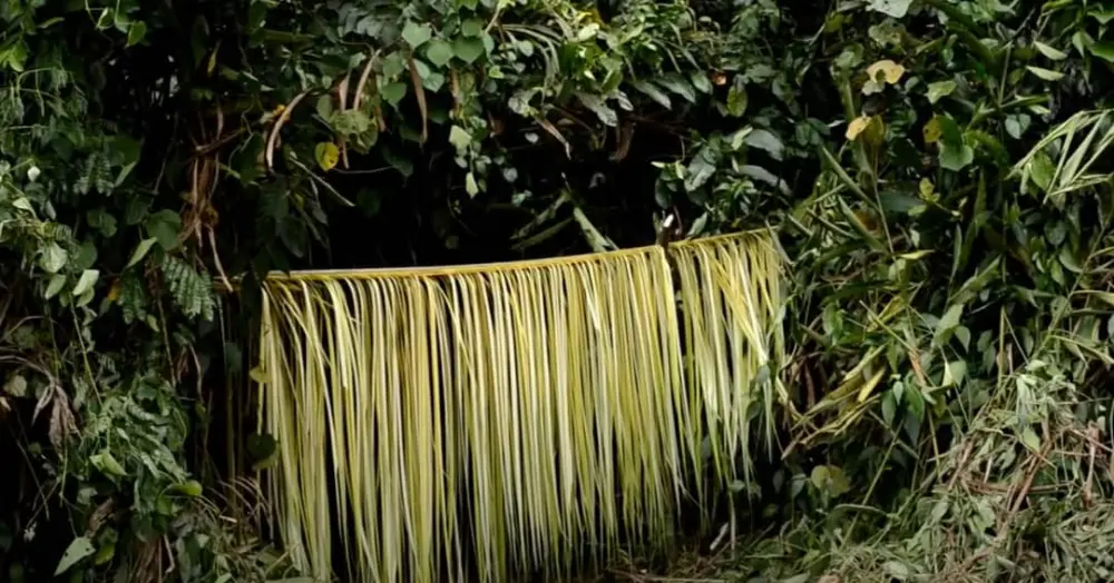 Raphia séchant en forêt