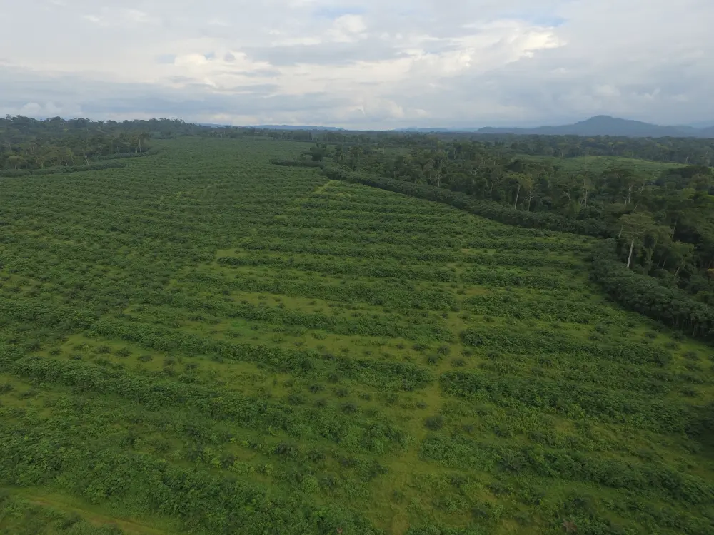 Plantation industrielle en rangées